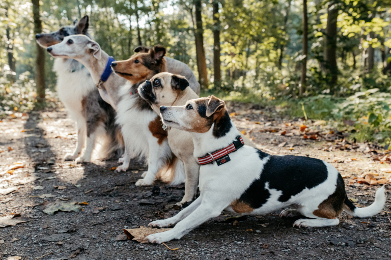 Outdoor Shooting mit der Hundebande im Wald 09