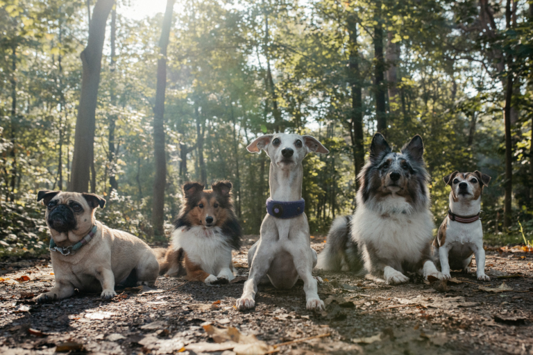 Outdoor Shooting mit der Hundebande im Wald 11