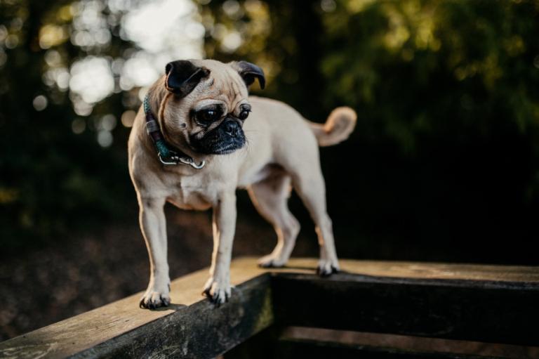 Outdoor Shooting mit der Hundebande im Wald 15