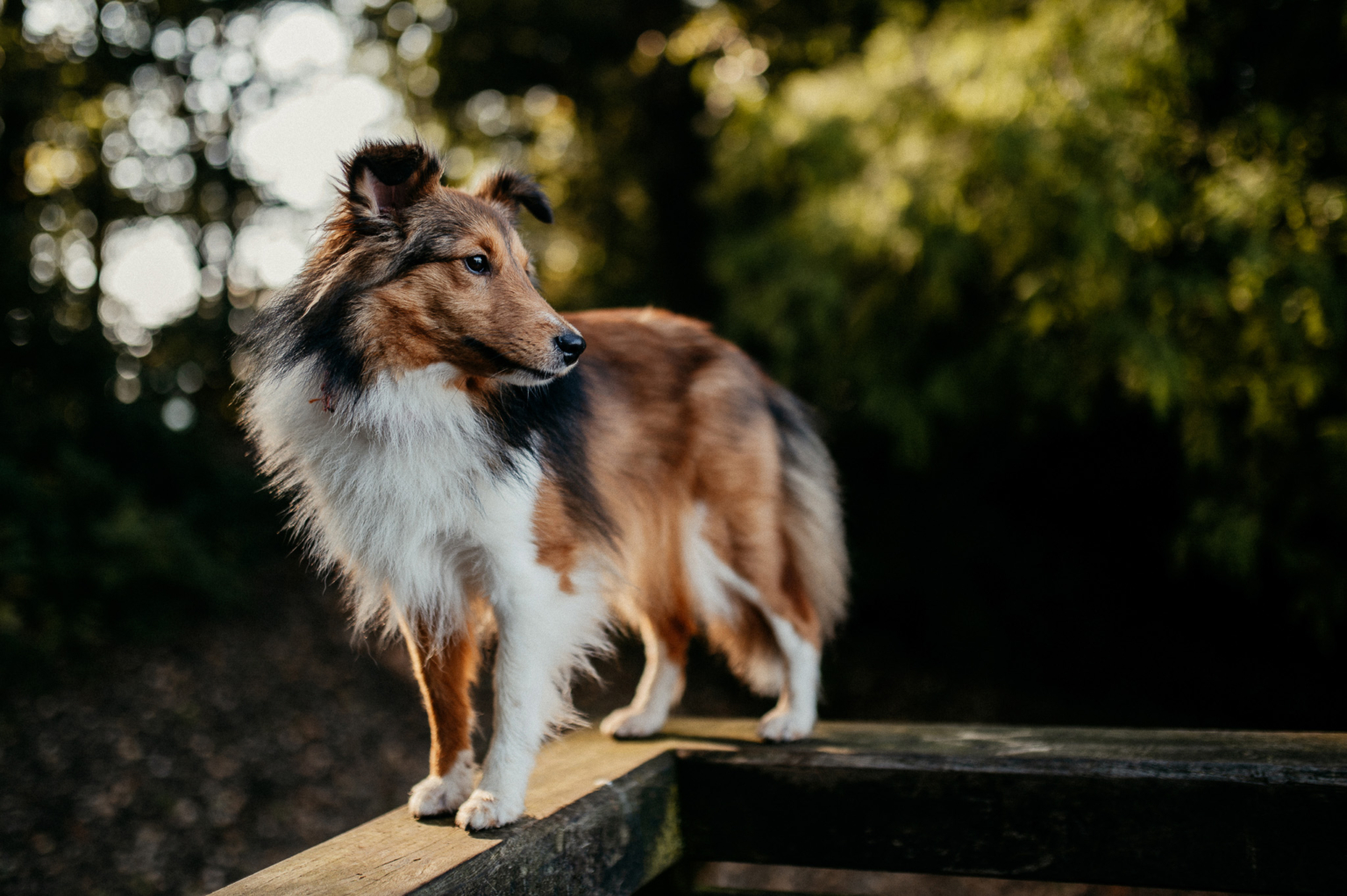 Outdoor Shooting mit der Hundebande im Wald 17