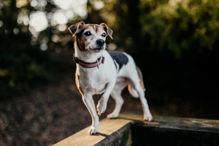 Outdoor Shooting mit der Hundebande im Wald 19