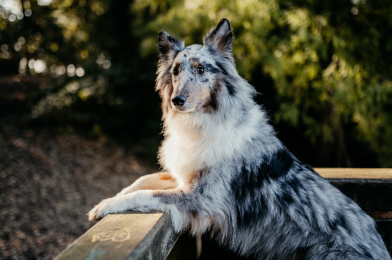 Outdoor Shooting mit der Hundebande im Wald 20