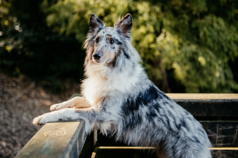 Outdoor Shooting mit der Hundebande im Wald 21