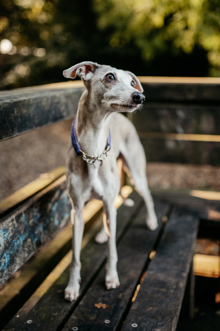 Outdoor Shooting mit der Hundebande im Wald 23